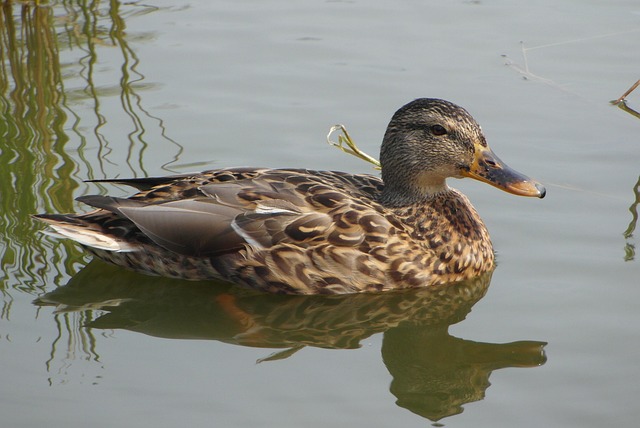 Krydsord hjælp: Ord du altid bør kende